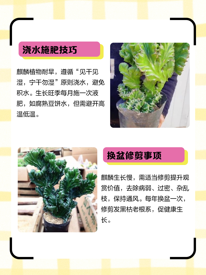 麒麟花怎么养