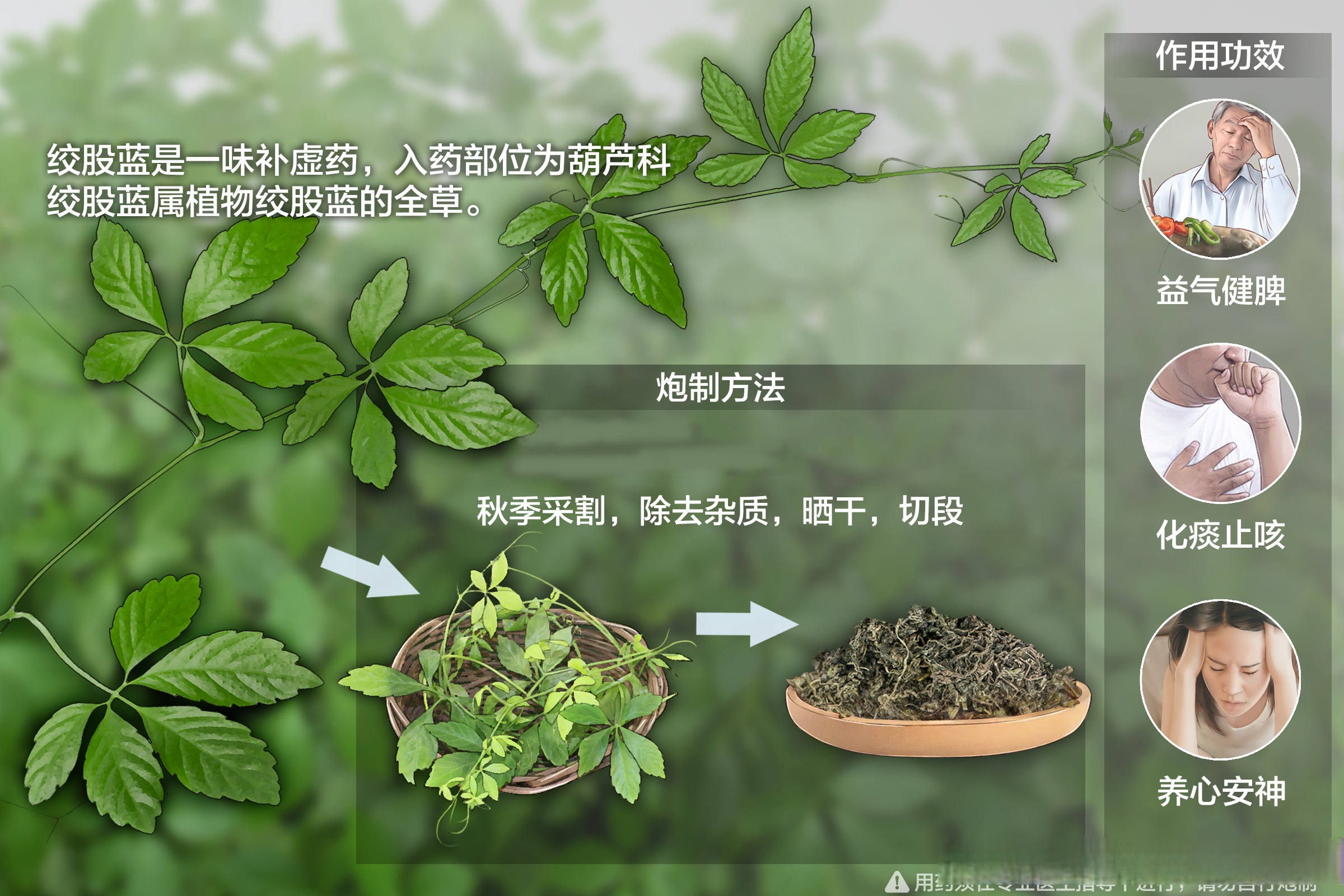 哪些人不宜喝绞股蓝茶